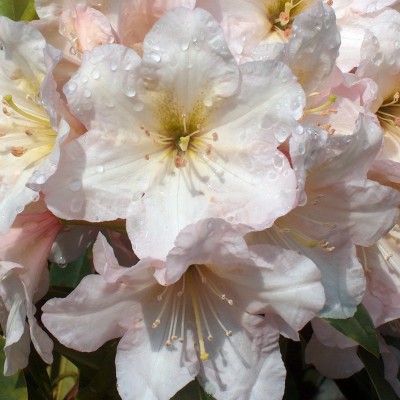  Rhododendron